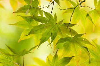Die wunderschönen Blätter des japanischen Ahorns in wunderschönen Farbtönen und wunderschönem Licht