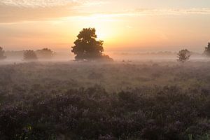 Zonsopgang boven de Heide
