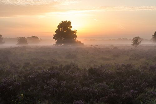 Zonsopgang boven de Heide