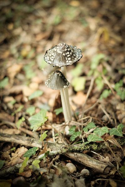 Deux champignons sur le Gorsselse Hei | Pays-Bas | Photographie de nature par Diana van Neck Photography