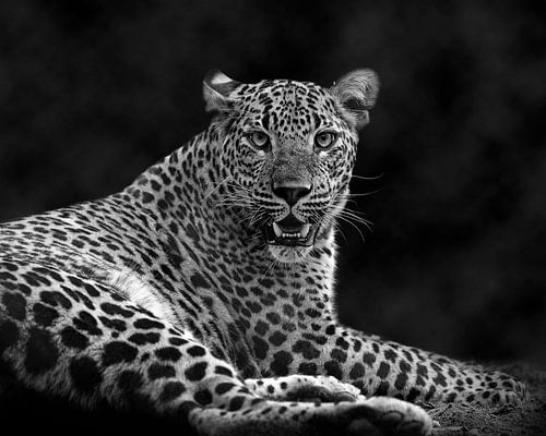 La panthère dans le brouillard