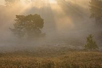 Rijp, mist en tegenlicht
