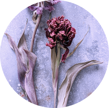 2 gedroogde tulpen op zink van Karel Ham