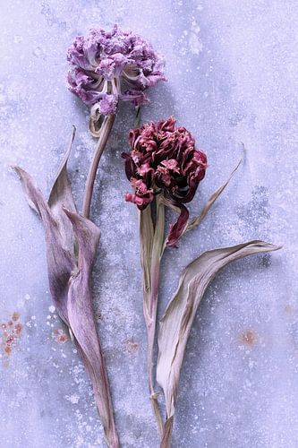 2 dried tulips on zinc