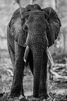 Olifant