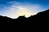 Silhouette van man die berg beklimt bij ondergaande zon. Wout Kok One2expose van Wout Kok thumbnail