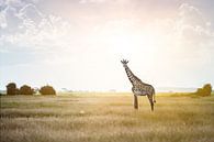 Massai Giraffe im Sonnenlicht von Alexander Schulz Miniaturansicht
