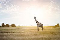 Massai giraffe in sunlight