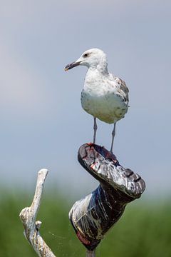 Zeemeeuw in de Donaudelta van Roland Brack