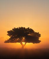 Tree with a little magic