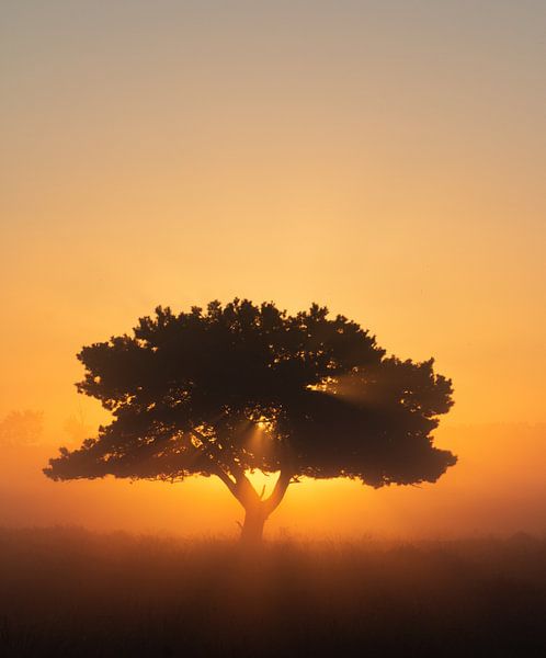 Tree with a little magic by Manon Zandt