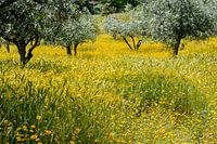 orchard with flowers