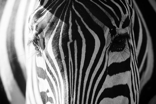 Portret van een zebra