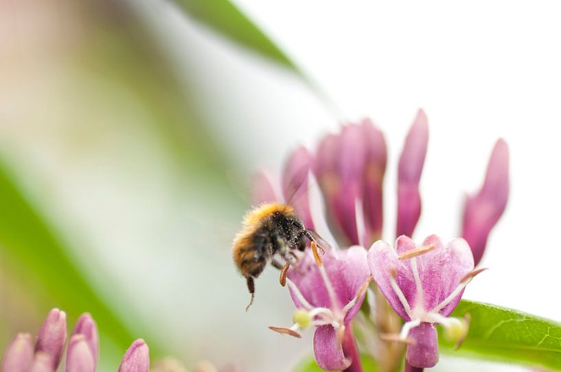 Wasp desservant une fleur par Thomas Poots