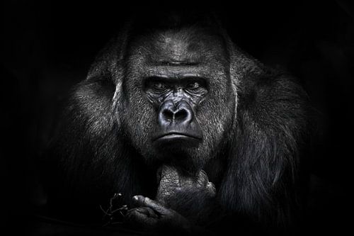 A gorilla male with powerful shoulders, large shoulders and a disgruntled look calmly looks assessin