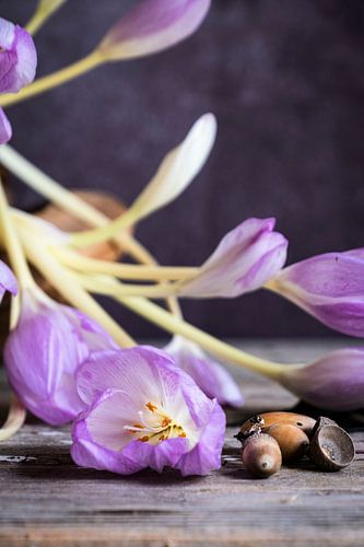 Stilleben mit Herbstflut und Eicheln