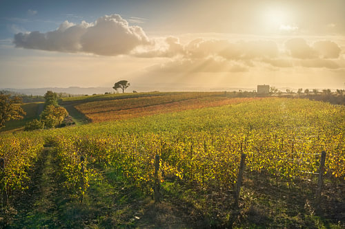 Coucher de soleil d'automne sur les vignobles du Chianti, avec un pin solitaire