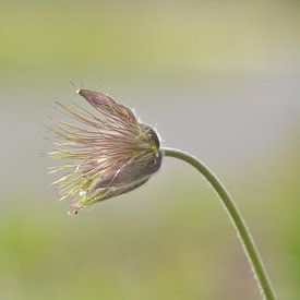 Nice flower. Blossomed out. Still beautiful. by Klaas Dozeman