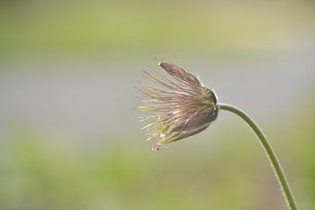 Nice flower. Blossomed out. Still beautiful.