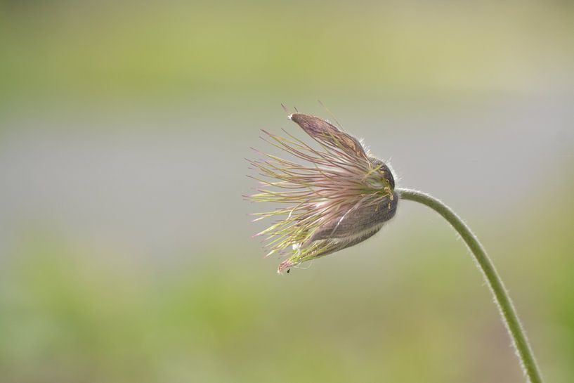 Mooie bloem. Uitgebloeid. Nog steeds mooi. van Klaas Dozeman
