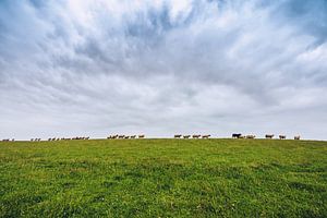 East Frisia - Sheep on the Dike van Alexander Voss