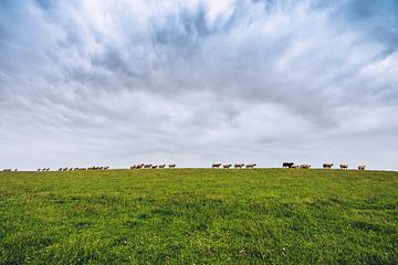 East Frisia - Sheep on the Dike