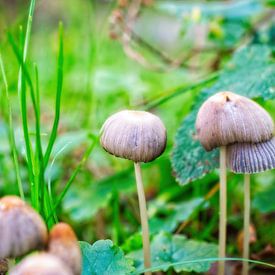 Small mushrooms white by Mariska de Jonge