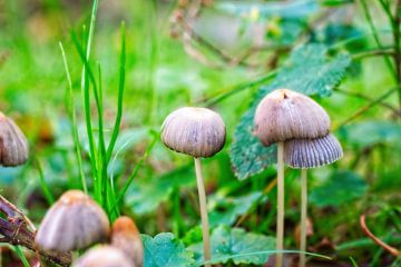 Kleine paddenstoelen wit van Mariska de Jonge