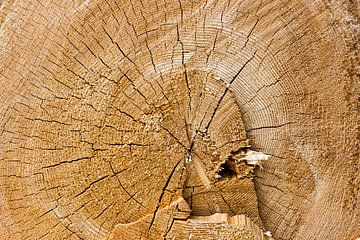 Log van Thomas Heitz