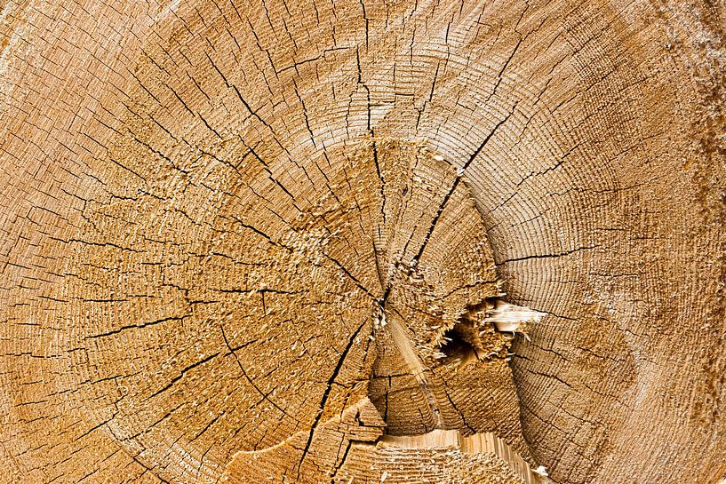 Log van Thomas Heitz