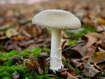 Lichtbruine paddestoel in de herfst van Judith van Wijk