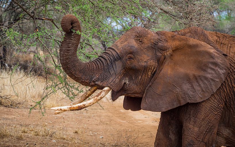 African elephant by Stijn Cleynhens