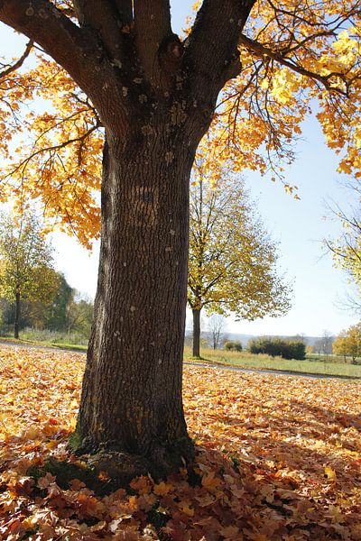 Baumstamm im Herbst im Gegenlicht bei Bad Neustadt von Martin Flechsig