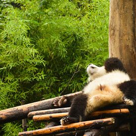 It's Panda relax time van Zoe Vondenhoff