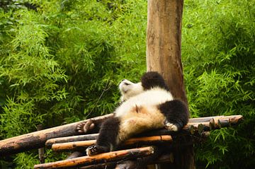 It's Panda relax time by Zoe Vondenhoff