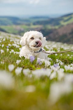 süßer Hund in einer Krokuswiese am Hündle bei Oberstaufen