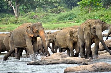 Eléphant se baignant dans une rivière Sri Lanka sur Frans van Huizen