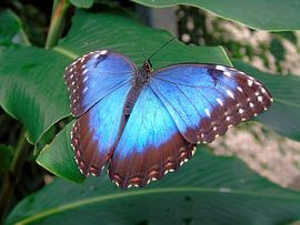 Tropische vlinder Tropical Butterfly (Collectie 2018) Morpho Peleides by Jan van Bruggen