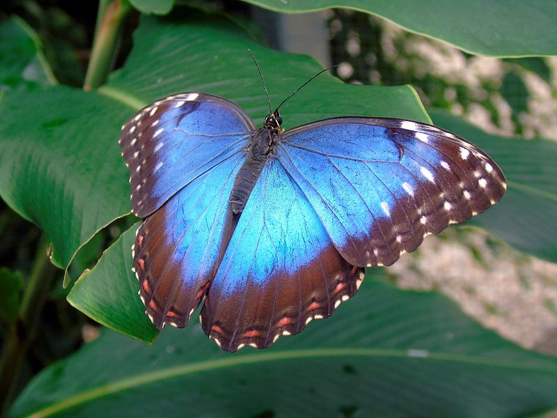 Tropische vlinder Tropical Butterfly (Collectie 2018) Morpho Peleides von Jan van Bruggen