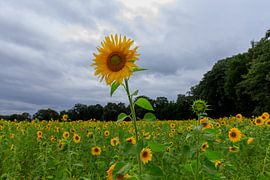 Sunflower Field by Bart Tummers Fotografie