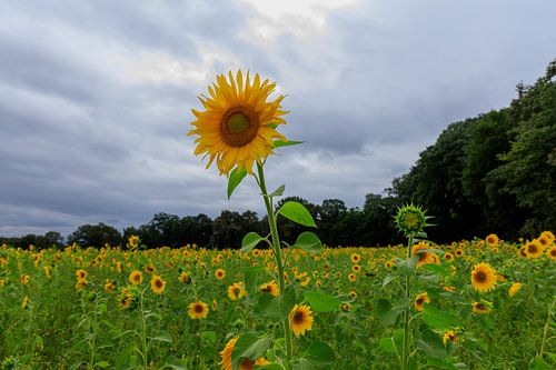 Zonnebloemveld
