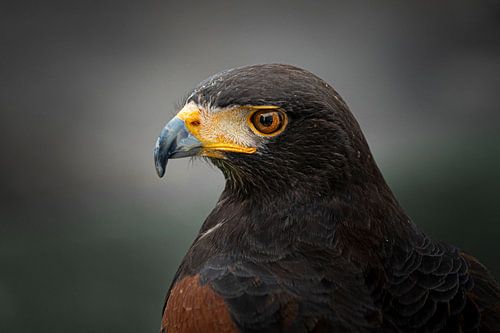 Aigle royal