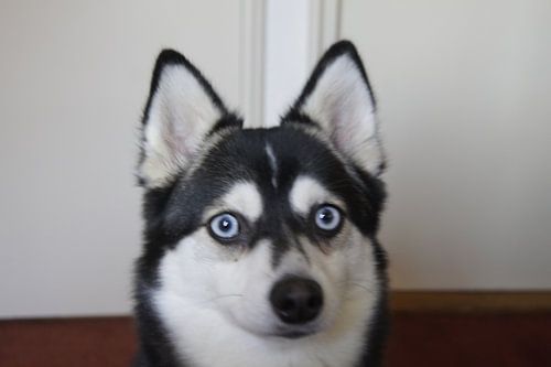 Husky dog blue moon eyes