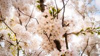 Cherry blossoms in delicate white pink color. Spring