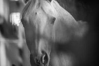 Cheval noir et blanc