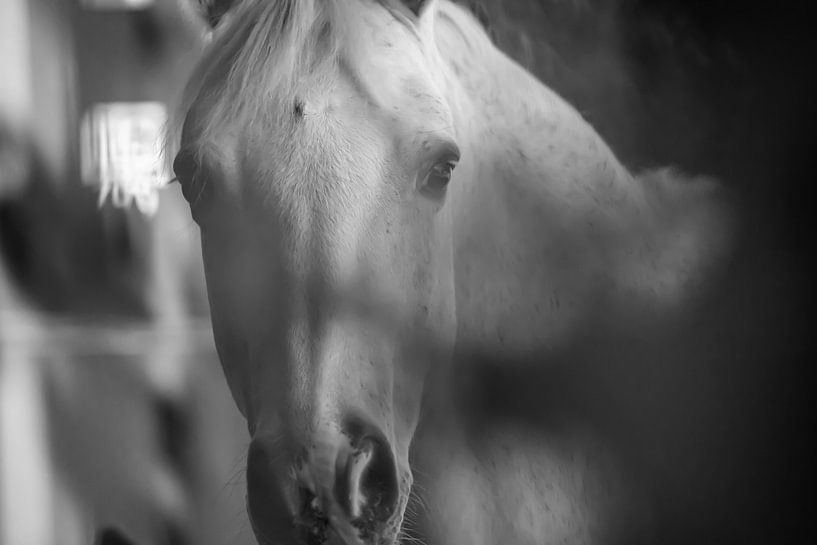 Cheval noir et blanc par Erwin van Eekhout