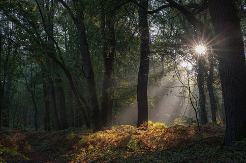 Wolfhezer heath part 10