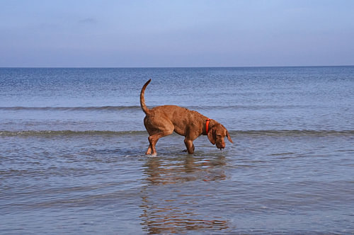 Waterspelletjes aan de Baltische Zee met een Magyar Vizsla.