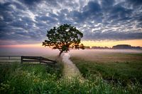 Single Tree ii