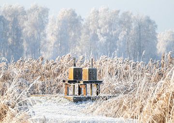 Winter contrast: Rusty sluice in frozen reeds